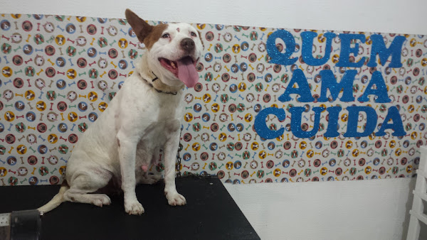 Foto 5 Espaço Pet Cajuru