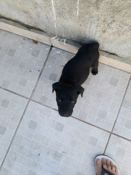 Foto 7 Aviário Santos Foto 7 Aviário Santos