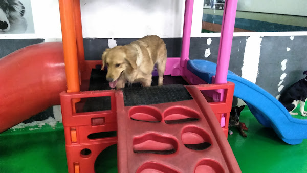 Foto 3 Pet Creche Maringá