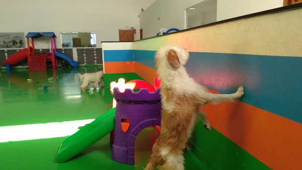 Foto 4 Pet Creche Maringá