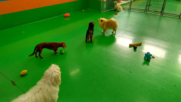 Foto 6 Pet Creche Maringá