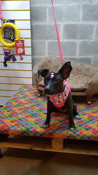 Foto 2 Ondog Pet Club