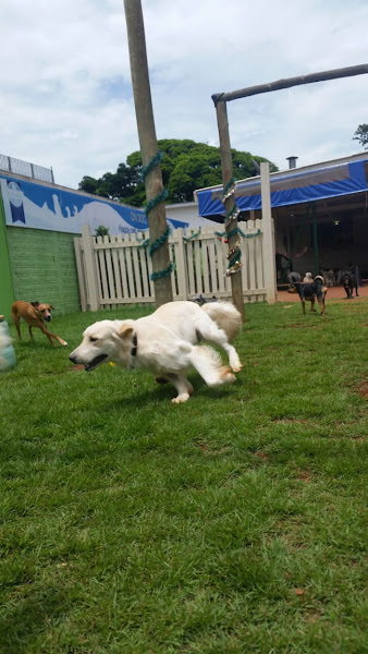 Foto 3 Ondog Pet Club