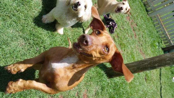 Foto 4 Ondog Pet Club