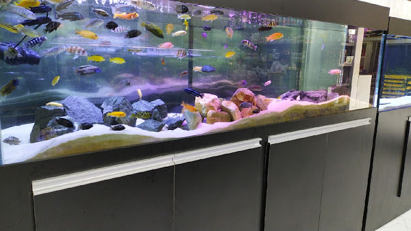 Foto 1 Rações Maringá Pet shop e Aquarismo