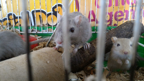 RANCHO VERDE RAÇÕES