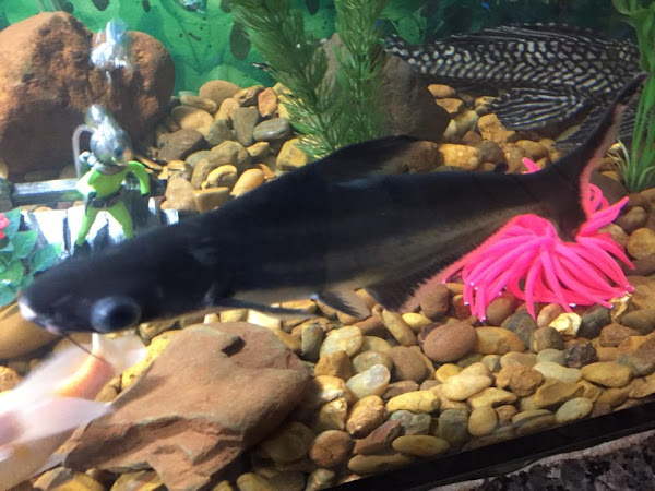 Foto 2 RANCHO VERDE RAÇÕES