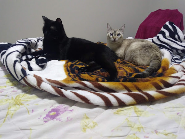 Foto 2 Pet Shop Mandacaru Dog's