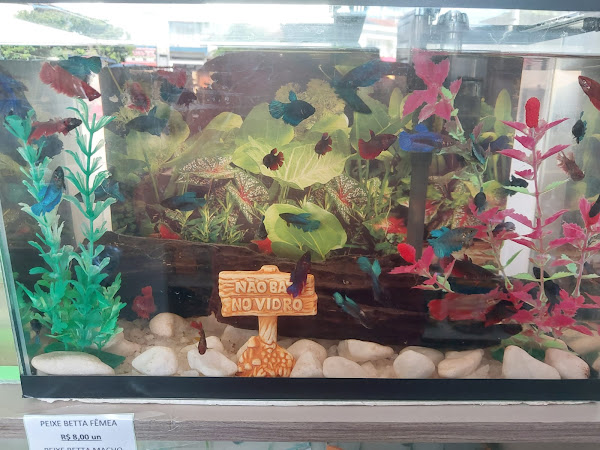 Foto 1 Pet Shop Universo Animal