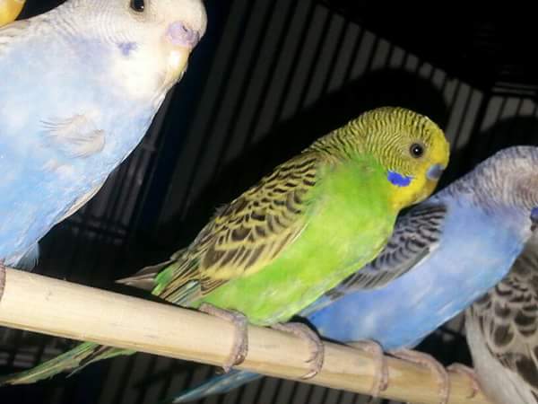 Foto 3 Pet Shop Armazém Pet