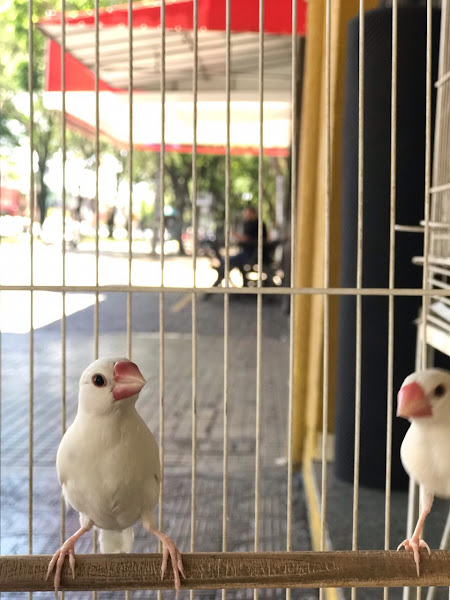 Foto 2 AGRO JUNIOR PET SHOP