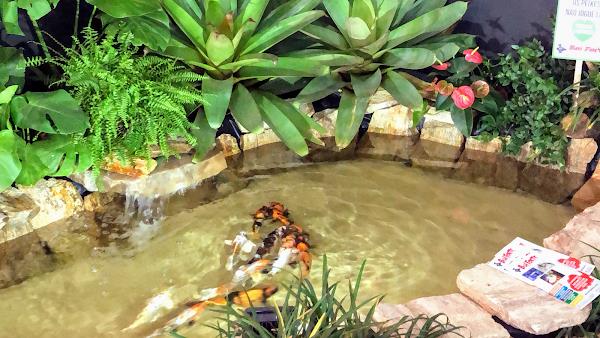 Foto 1 Pet Shop Boi Forte - Aquários e Lagos Projetados em Maringá