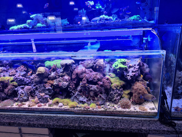 Foto 3 Pet Shop Boi Forte - Aquários e Lagos Projetados em Maringá