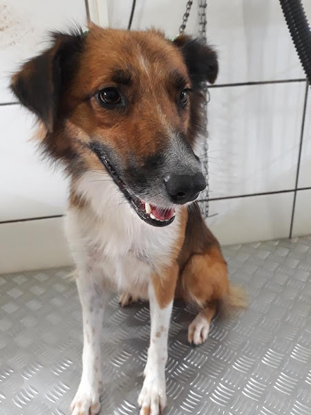 Foto 3 Pet Shop Cancao