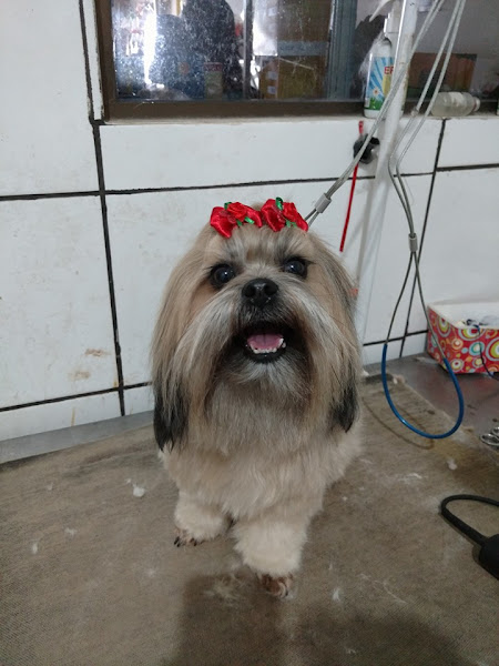 Foto 4 Pet Shop Cancao