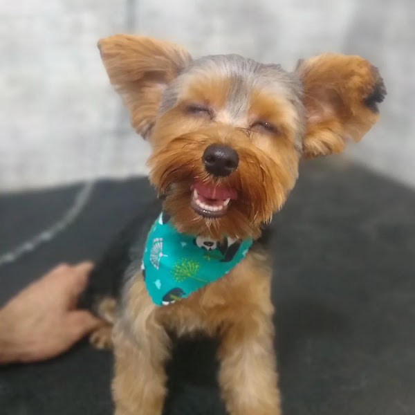 Foto 1 Pet Shop Tuiuti