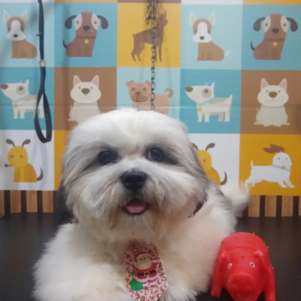 Foto 2 Pet Shop Tuiuti