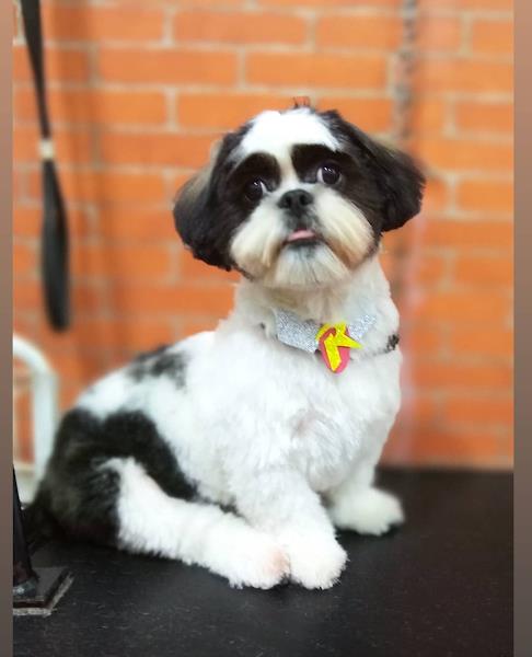 Foto 4 Pet Shop Tuiuti