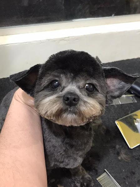 Foto 2 Pet Shop Amor Animal | Banho E Tosa Em Maringá