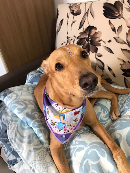 Foto 3 Pet Shop Amor Animal | Banho E Tosa Em Maringá