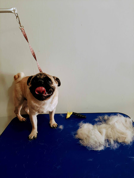 Foto 4 Pet Shop Amor Animal | Banho E Tosa Em Maringá