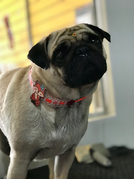 Foto 5 Pet Shop Amor Animal | Banho E Tosa Em Maringá