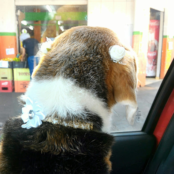 Pet Shop Estação dos Animais