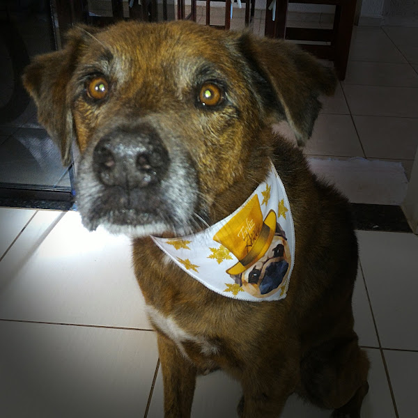 Foto 2 Pet Shop Estação dos Animais