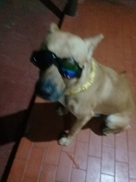 Foto 4 Pet Mania Foto 4 Pet Mania