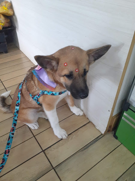 Foto 1 Pet Shop Banho e Tosa Agro Ribeiro