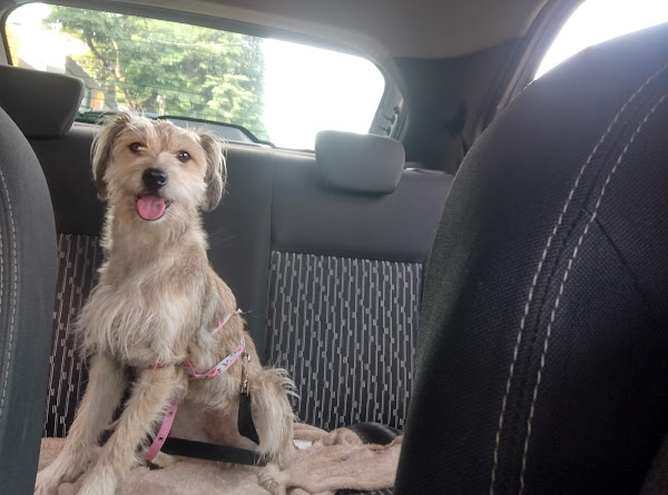 Foto 2 Pet Shop Banho e Tosa Agro Ribeiro