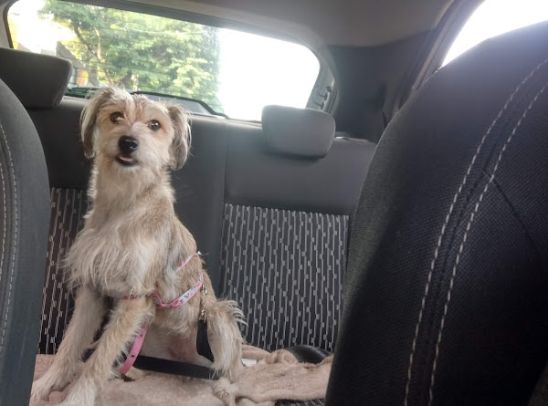 Foto 3 Pet Shop Banho e Tosa Agro Ribeiro Foto 3 Pet Shop Banho e Tosa Agro Ribeiro