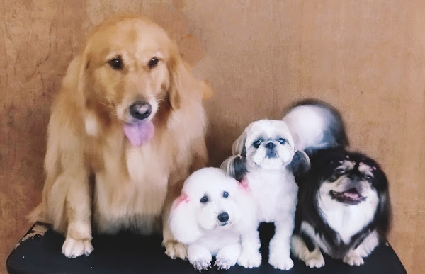 Foto 2 Dog Mania Pet Shop - Comércio de Art. para Caes