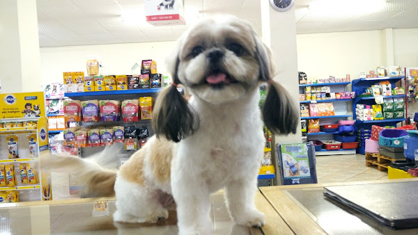 Foto 4 Dog Mania Pet Shop - Comércio de Art. para Caes