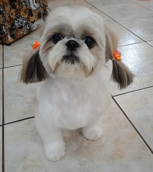 Foto 6 Dog Mania Pet Shop - Comércio de Art. para Caes