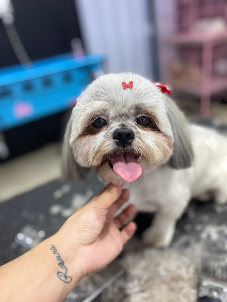 Savana Pet Shop e Clínica Veterinária Savana Pet Shop e Clínica Veterinária