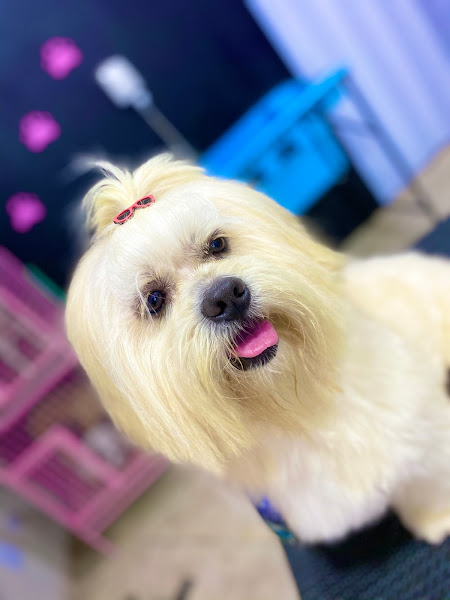 Foto 2 Savana Pet Shop e Clínica Veterinária