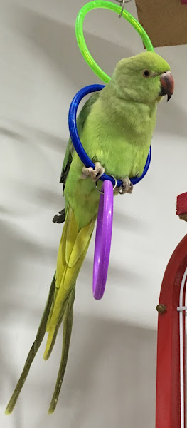 Foto 2 Pet Shop Recanto Animal