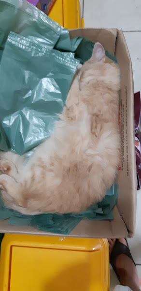 Foto 4 Pet Shop Recanto Animal