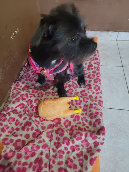 Foto 2 Recanto Do Pet