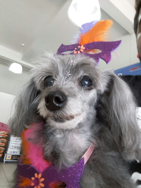 Foto 3 Imperial Pet Shop