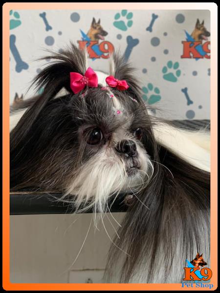 Foto 2 K9 Pet Shop - Banho e Tosa e Táxi Dog