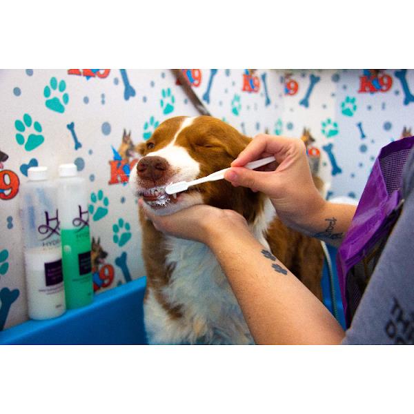 Foto 3 K9 Pet Shop - Banho e Tosa e Táxi Dog