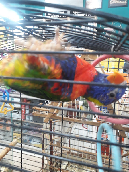 Foto 1 Pet shop da lu