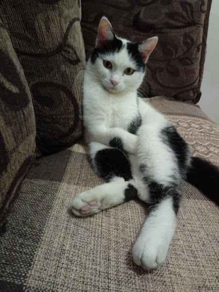 Foto 1 Clínica veterinária Pet e Vida