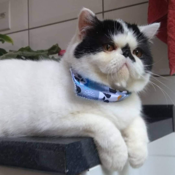 Foto 3 My Pet Store Petshop