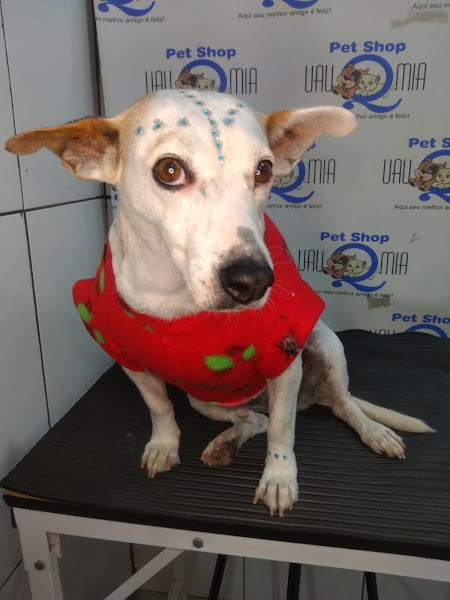 Foto 3 Pet Shop Uau Q Mia