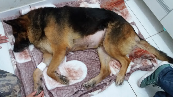 Foto 3 Cabanas Pet Shop