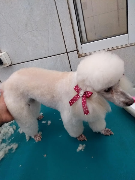 Bom Pra Bicho Pet Shop