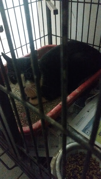 Foto 1 Bom Pra Bicho Pet Shop